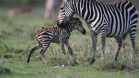 zebras have striped figgerits|Scientists finally discover the real reason why zebras .